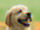 Debayered image of dog